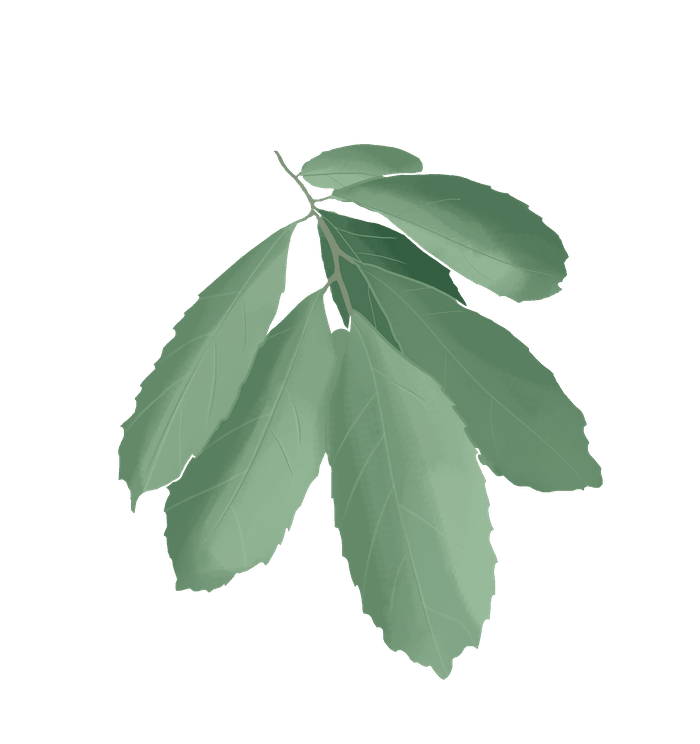 Savez vous ce qu'est un actif cosmétique et à quoi ça sert ? - Dessin maté vert