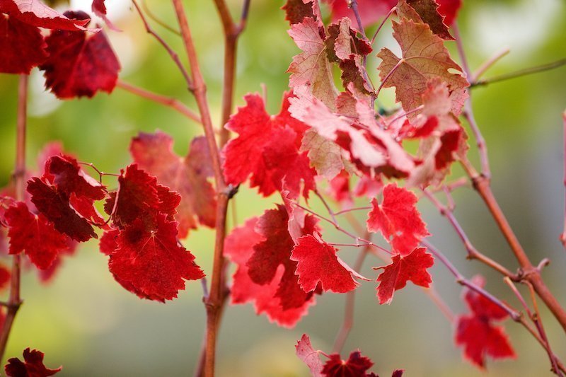 Vigne rouge cellulite