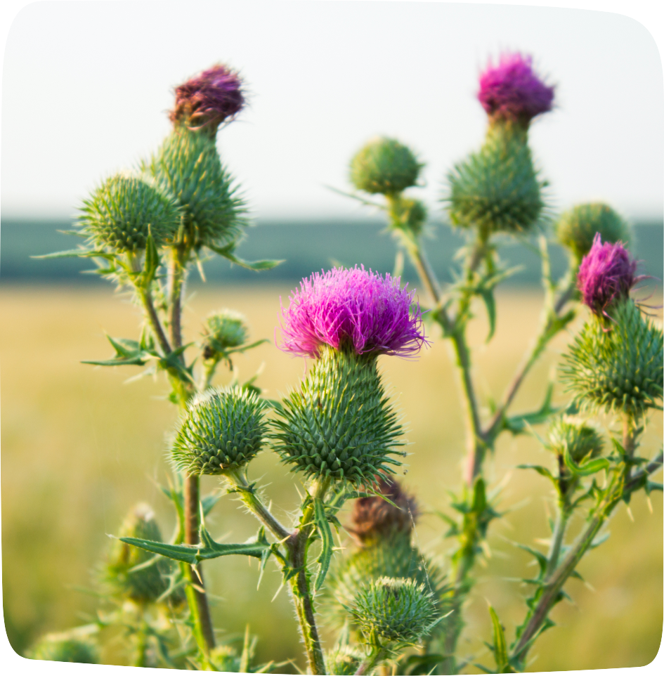 6 tisanes détox pour éliminer les toxines naturellement - Tisane pour éliminer les toxines chardon Marie 