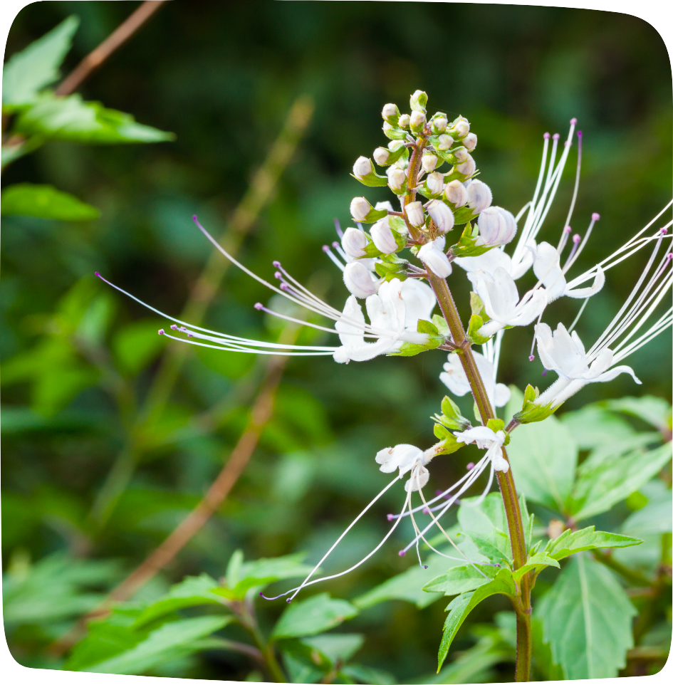 Tisane pour éliminer les toxines orthosiphon