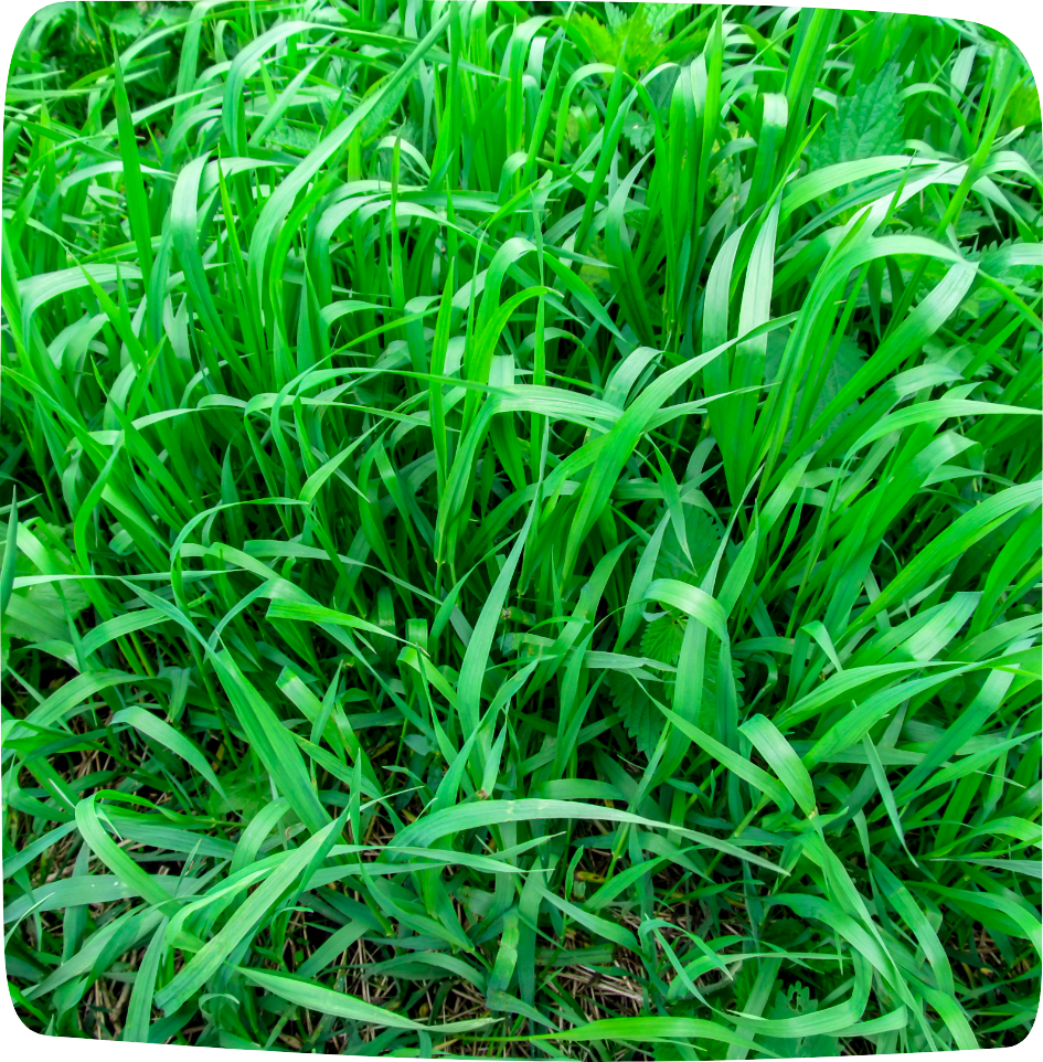 tisane pour éliminer les toxines chiendent