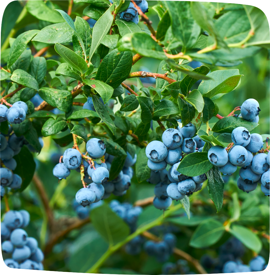 tisane pour éliminer les toxines myrtille