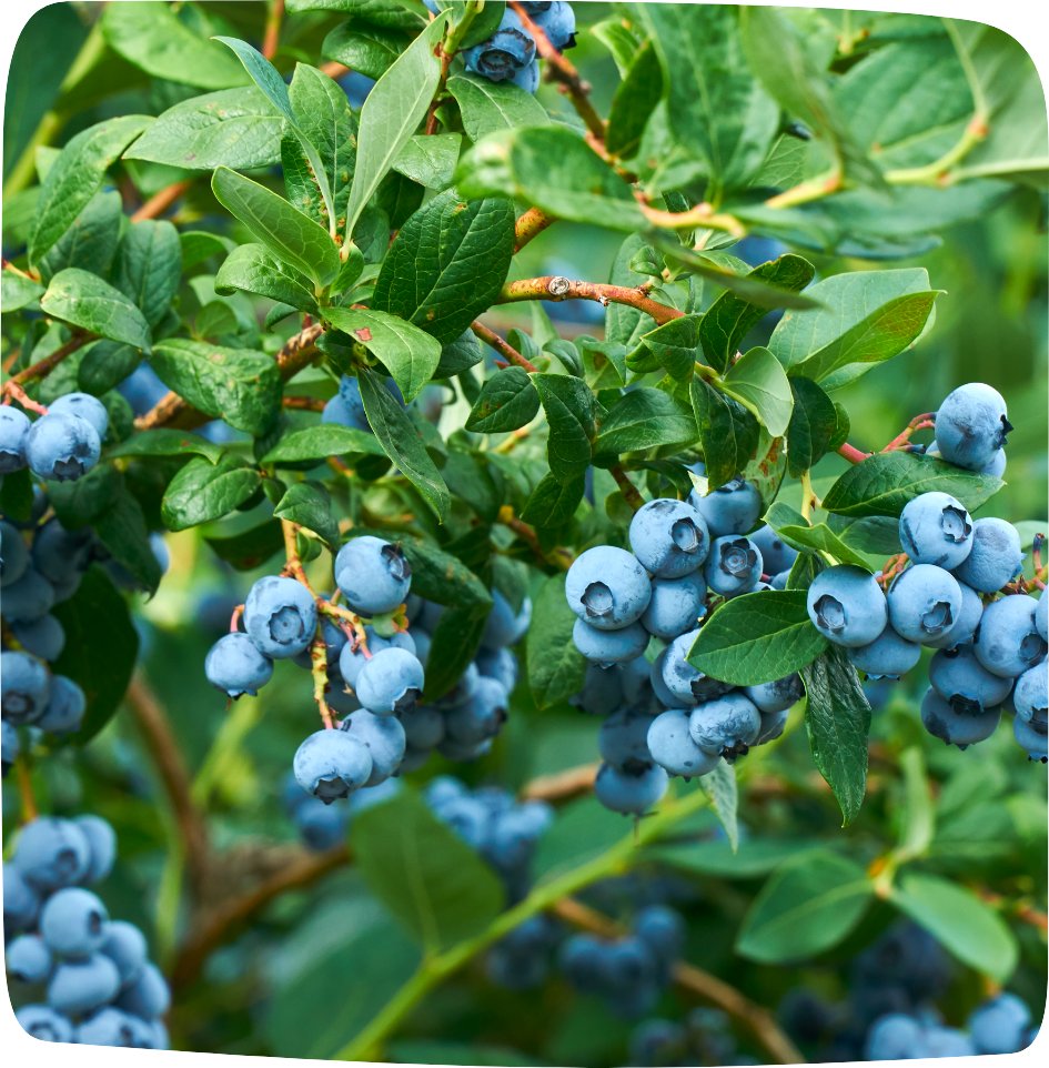 tisane pour éliminer les toxines myrtille
