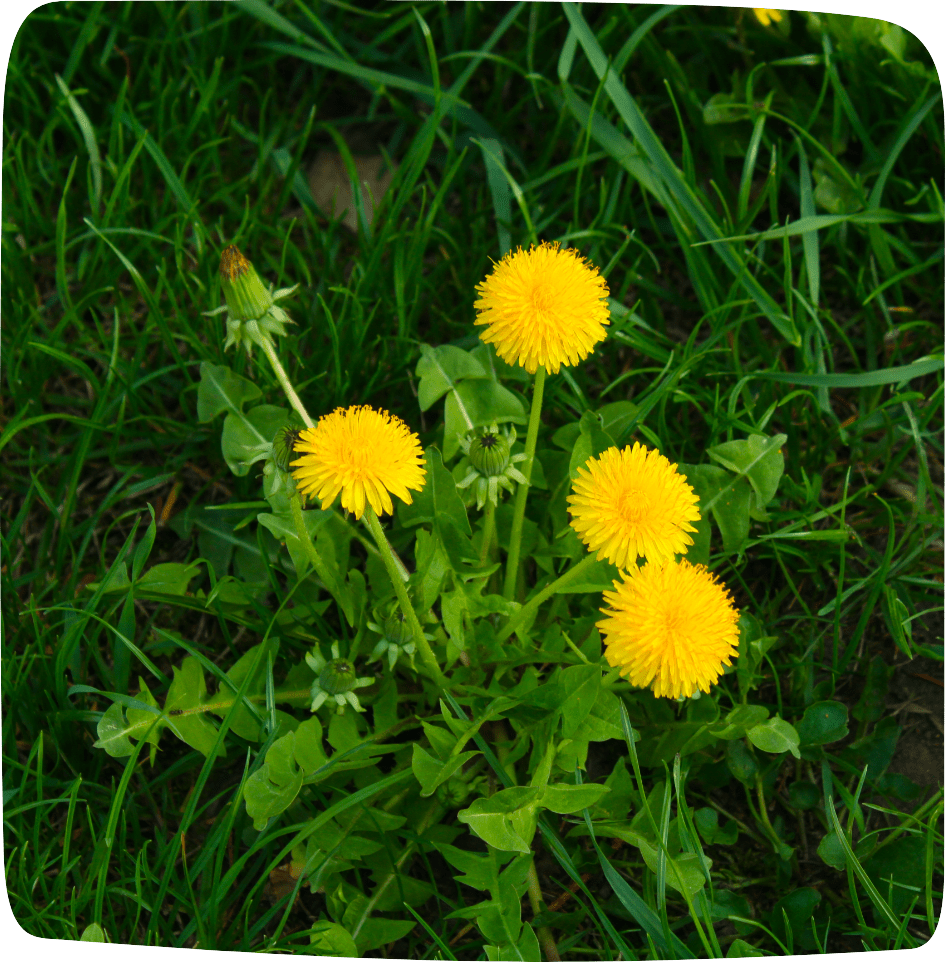 tisane pour éliminer les toxines pissenlit