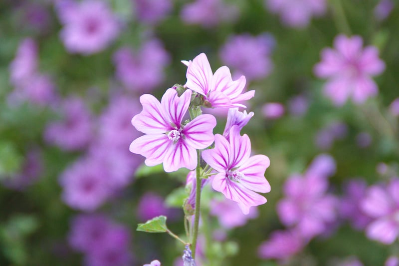 infusions naturelles mauve