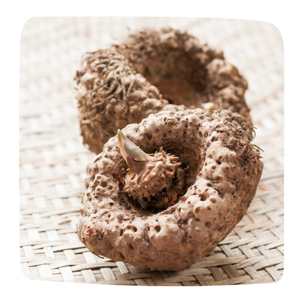 konjac brule graisses