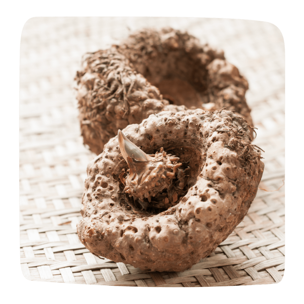 konjac brule graisses