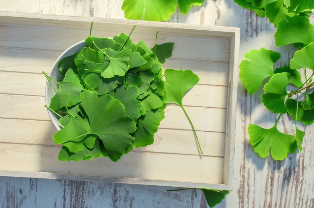 Ginkgo Biloba and Cellulite: What We Really Know