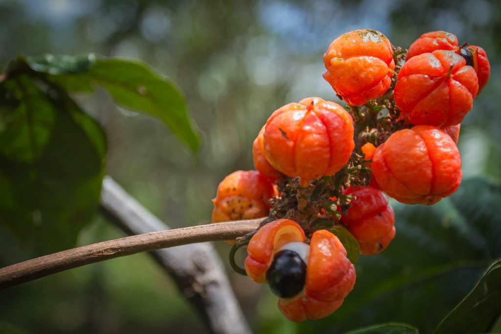 Guaraná e celulite: o que se sabe sobre esta planta