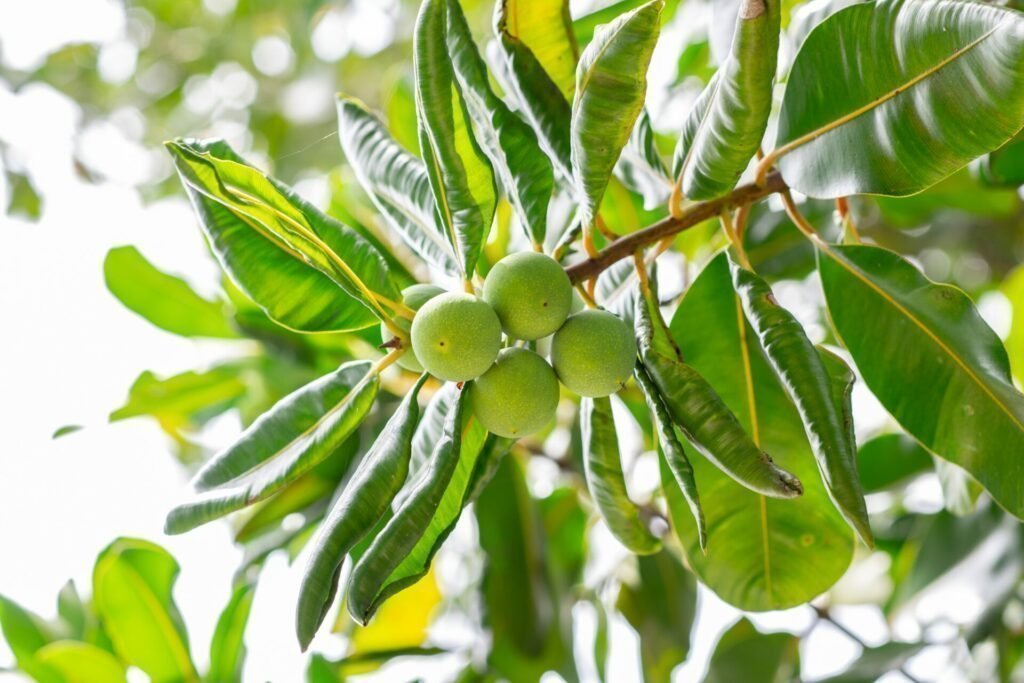 Huile calophylle cellulite origine