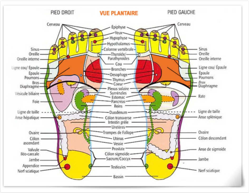 réflexologie-plantaire-cellulite-schéma