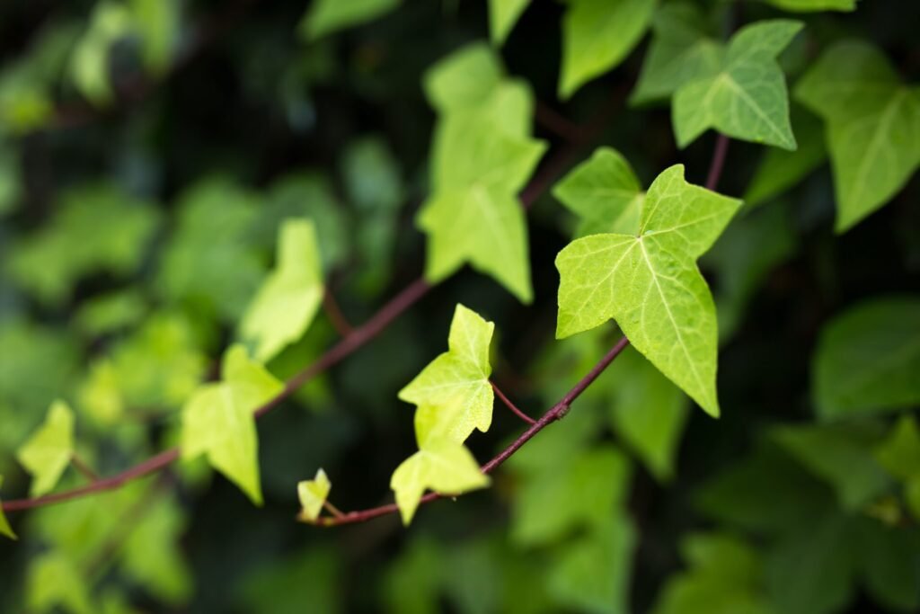 Common Ivy and Cellulite: What You Need to Know