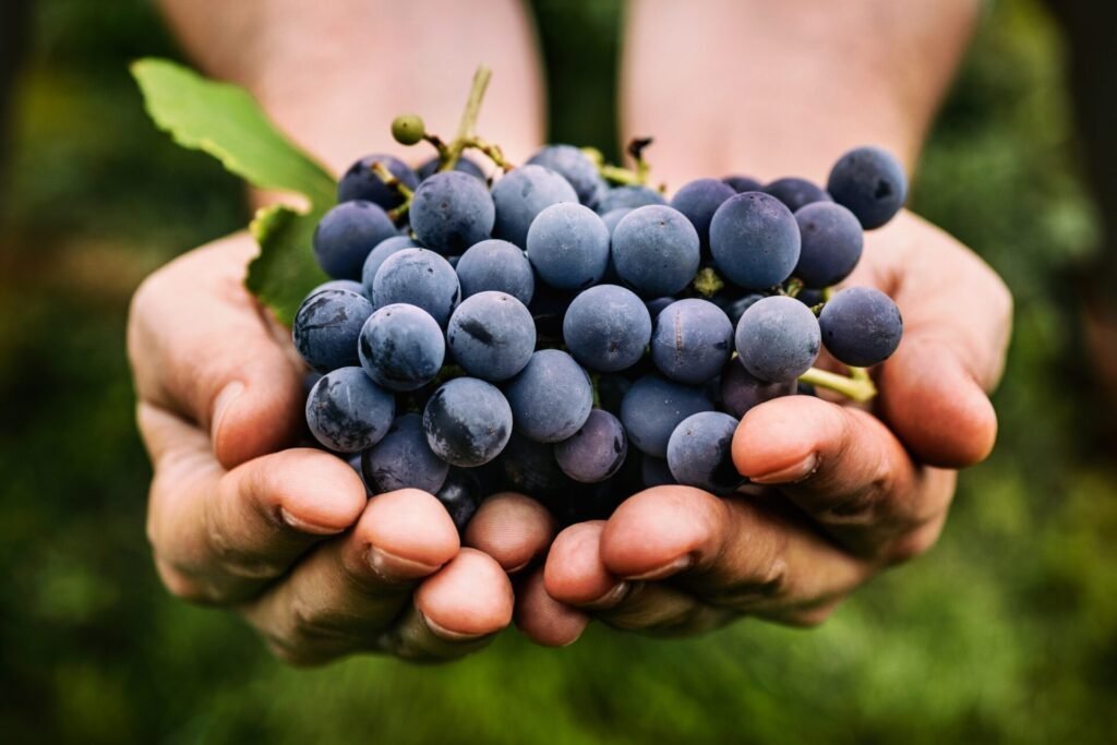 Orujo de uva y celulitis: lo que hay que saber