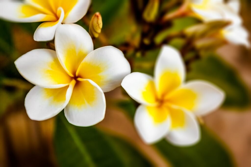 Monoi oil: a solution for stretch marks?