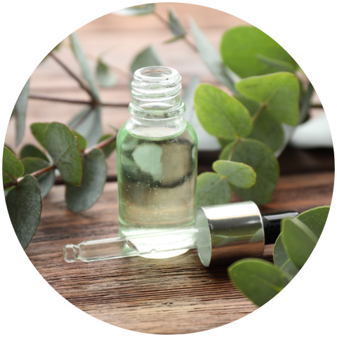 Huile-essentielle-eucalyptus