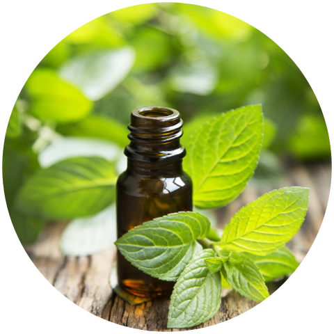 Huile-essentielle-menthe-poivree