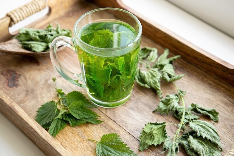 infusion ortie