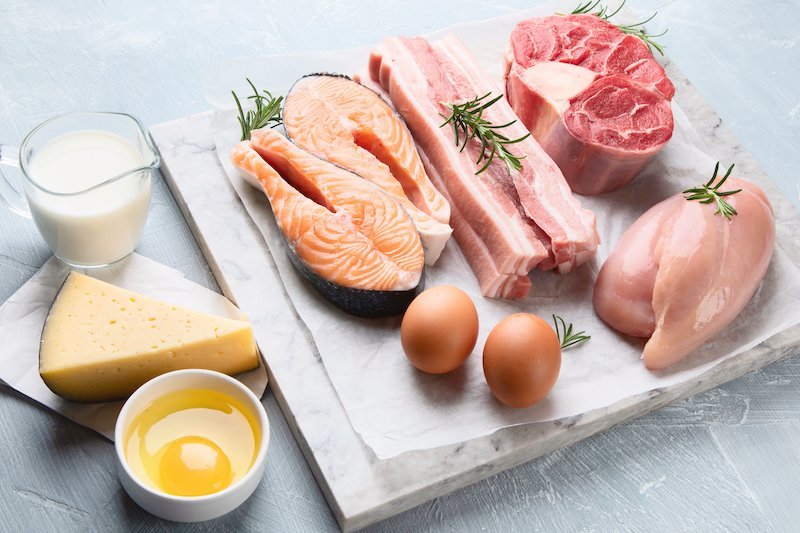 protéines animales